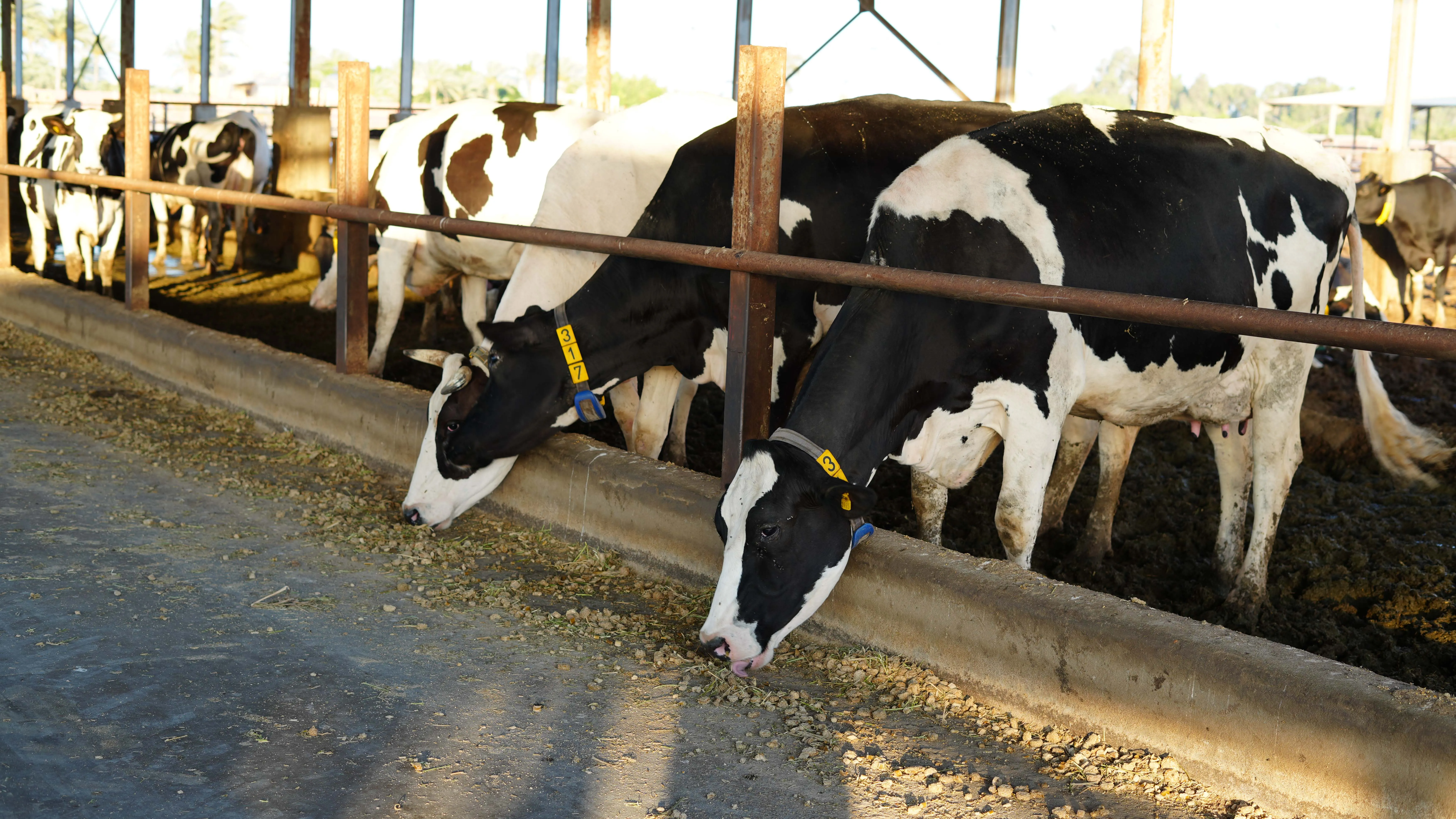 Livestock farm