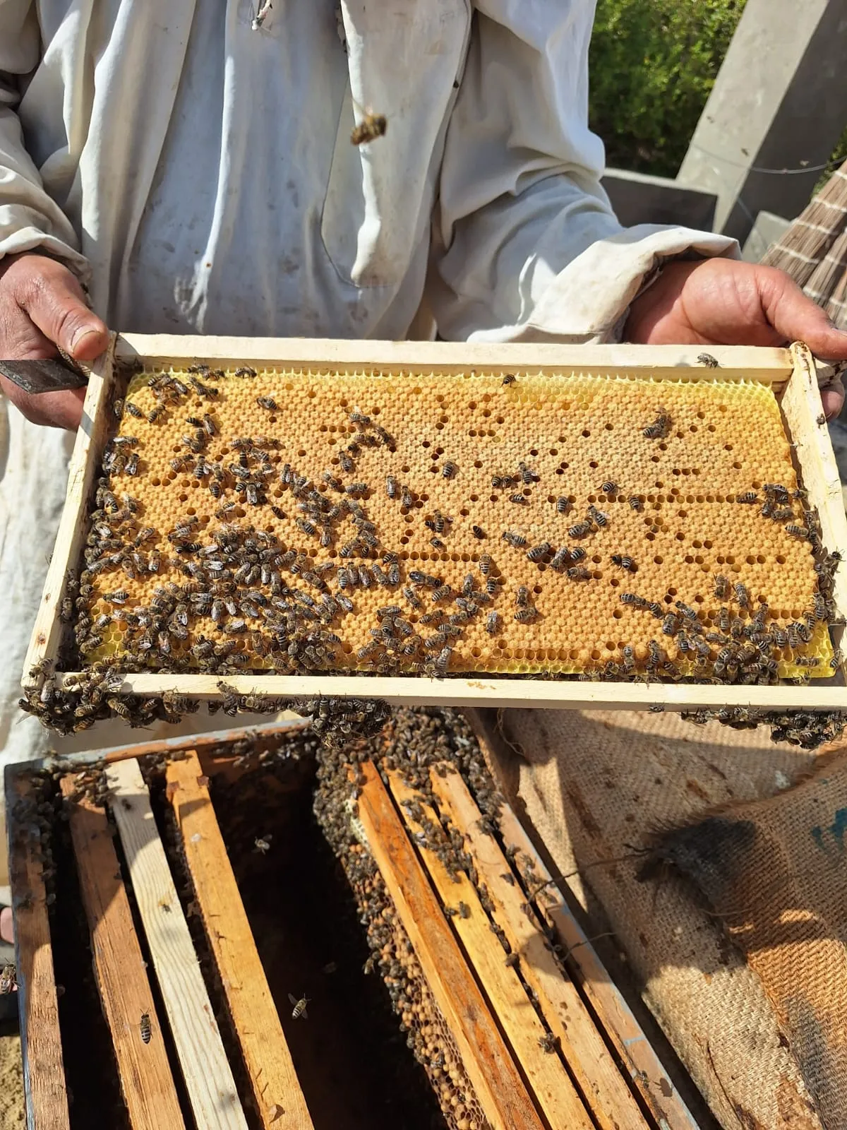 The Apiary